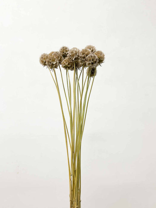 SCABIOSA STELLATA » essiccata arancione - LIZA