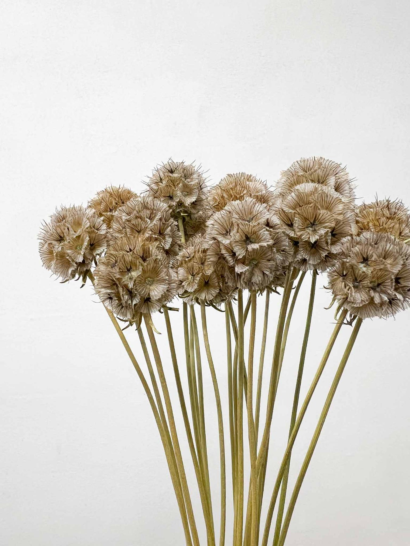 Scabiosa