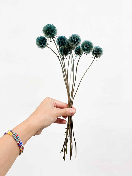SCABIOSA » fucshia preserved