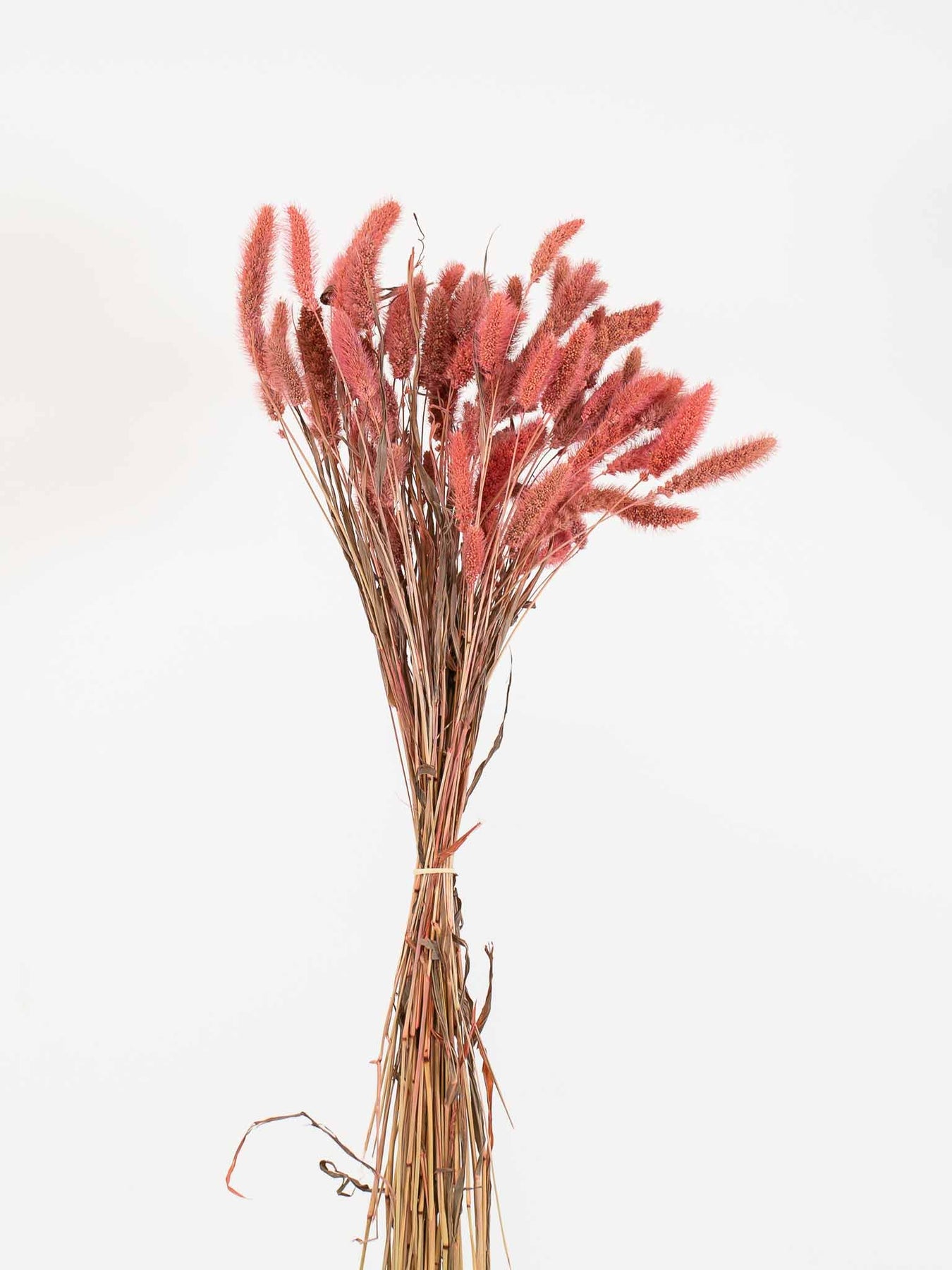 Setaria