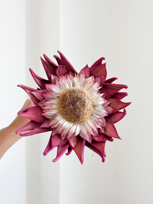 SWAMI » fiore di carciofo grande rosa