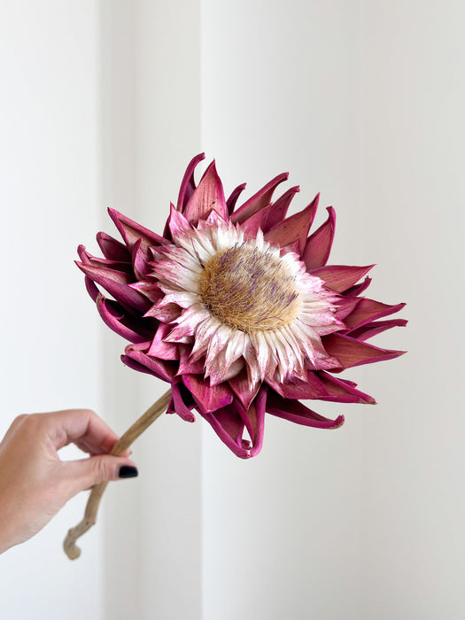 SWAMI » fiore di carciofo grande rosa