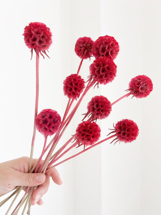 CARLA » Scabiosa Stellata stabilizzata fucsia