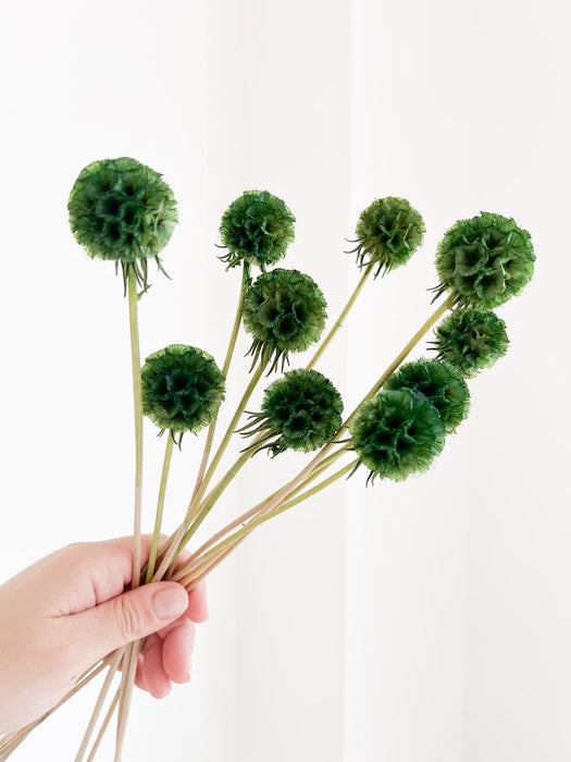 CARLA » Scabiosa Stellata stabilizzata verde