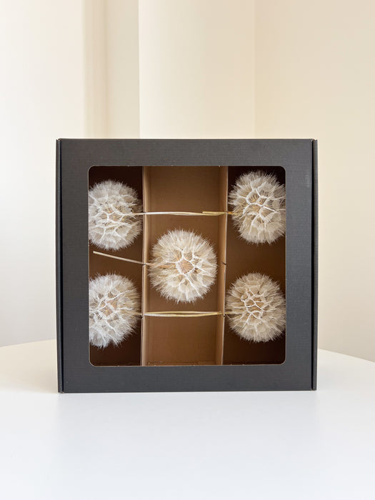 TAMARA BOX » Frutto del fiore del Tragopogon box 16 steli naturale stabilizzato