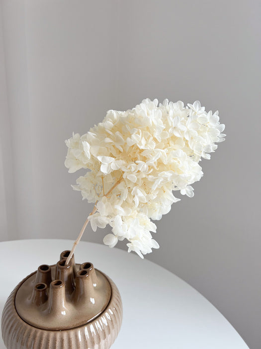 TALIA » Ortensia stabilizzata Paniculata Limelight stelo lungo bianca