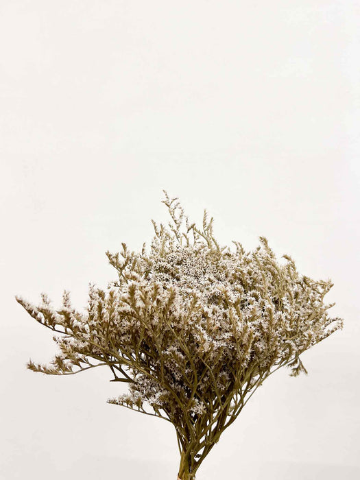 TARTARICA » essiccata naturale - GOFFREDO