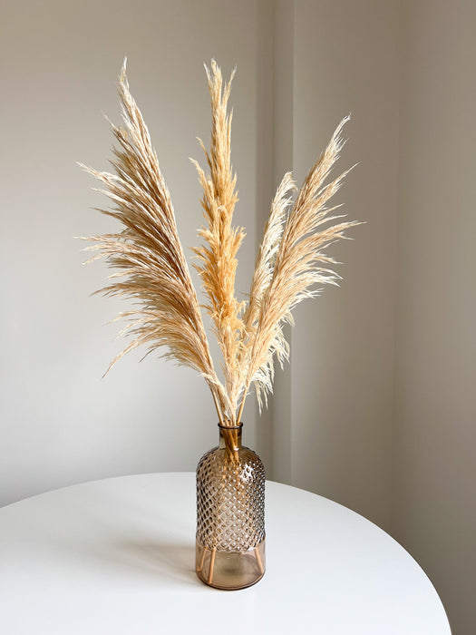 ROGER » Pampas stabilizzata piccola crema H70cm