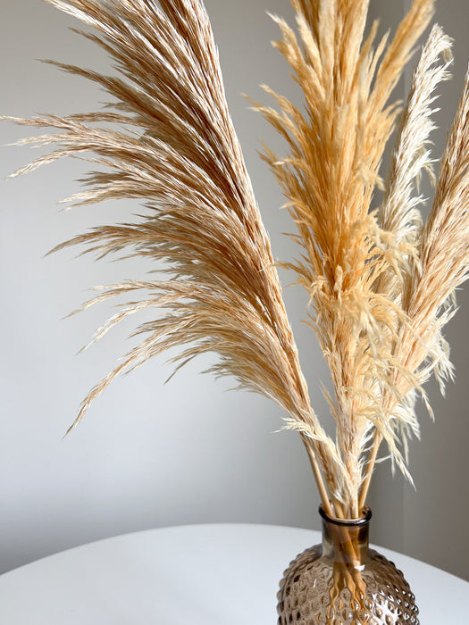 ROGER » Pampas stabilizzata piccola crema H70cm