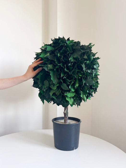 VENERE » pianta stabilizzata di edera a sfera verde 65cm