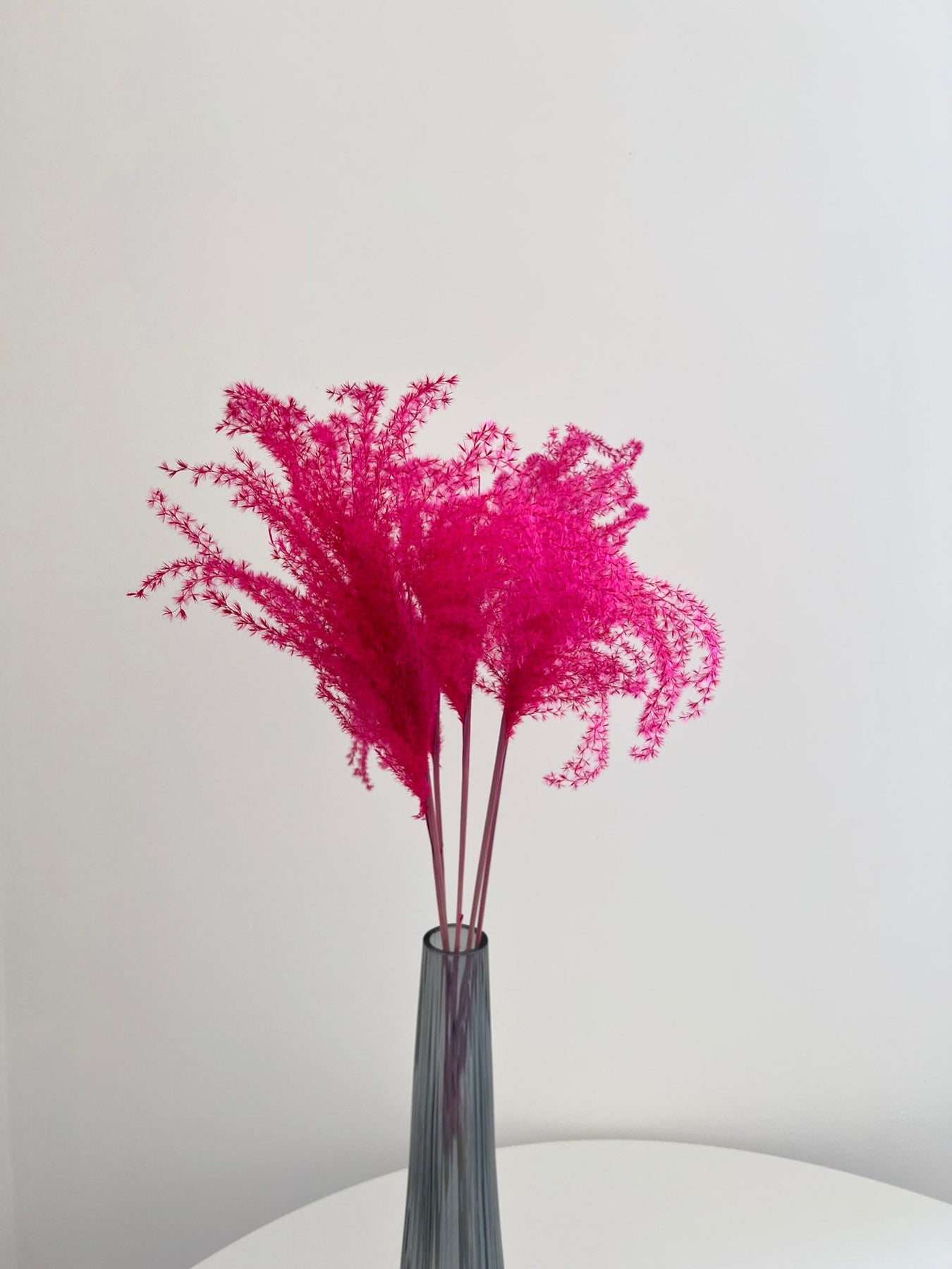 Miscanthus