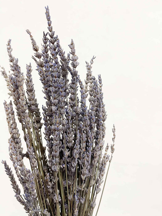 LAVANDER » natural