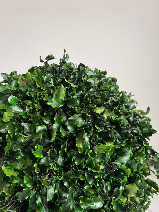WORLD » pianta stabilizzata di pitosforo a sfera verde 65cm