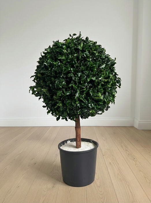 WORLD » pianta stabilizzata di pitosforo a sfera verde 65cm