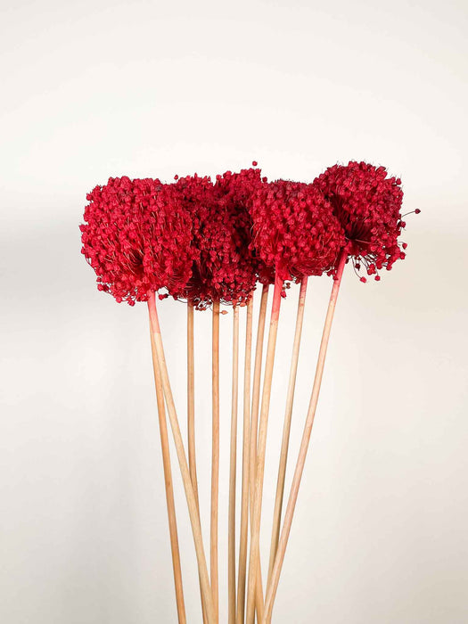 ALLIUM » red dried small 10 stems