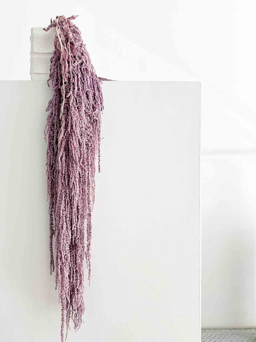 AMARANTHUS » violet preserved - SARA