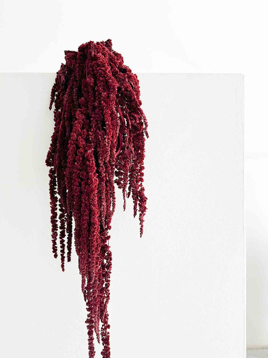 AMARANTHUS » burgundy preserved - RAMONA