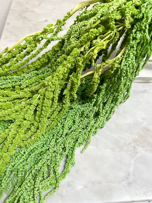 AMARANTHUS » light green preserved