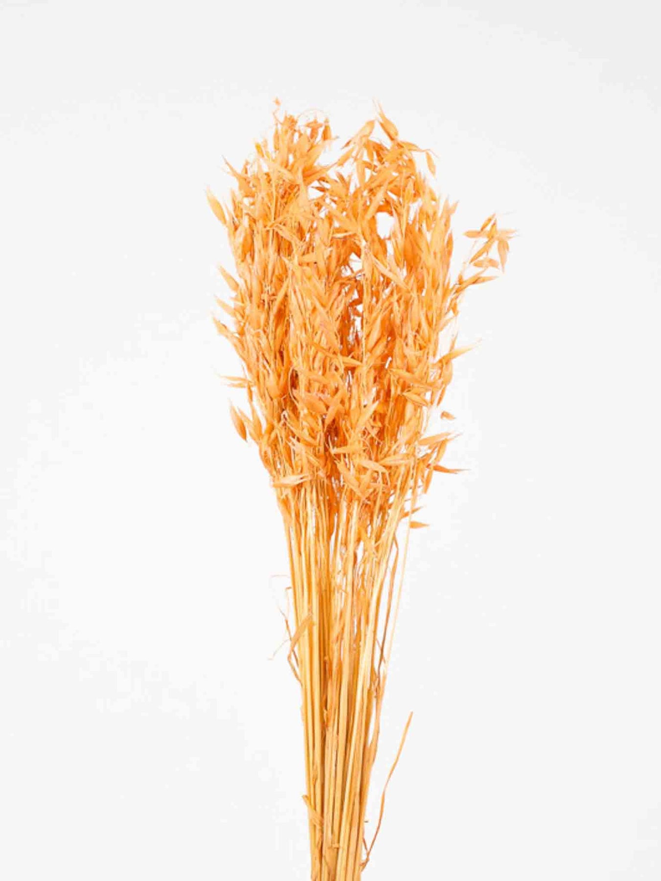 Avena coltivata