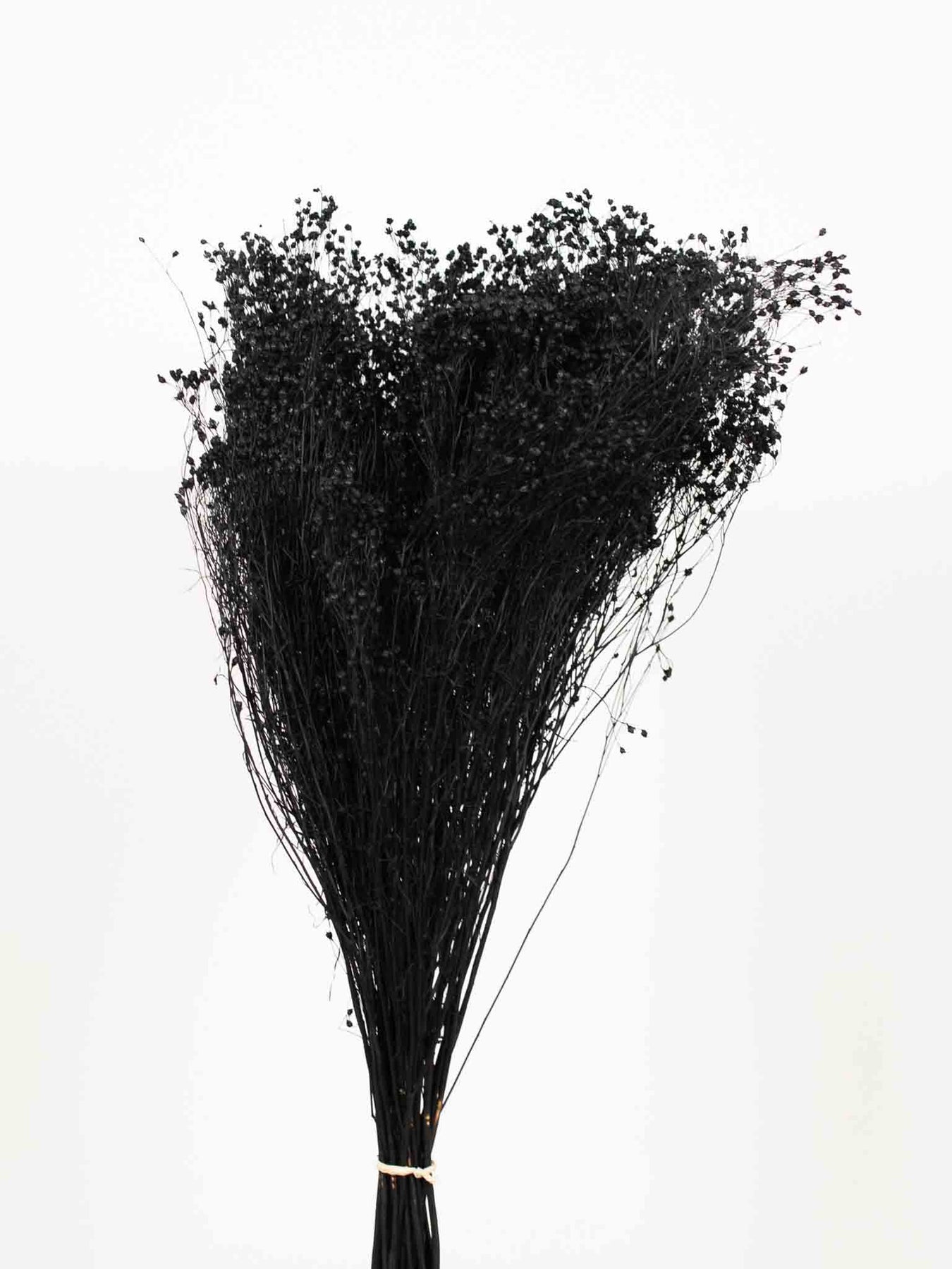 Broom Bloom