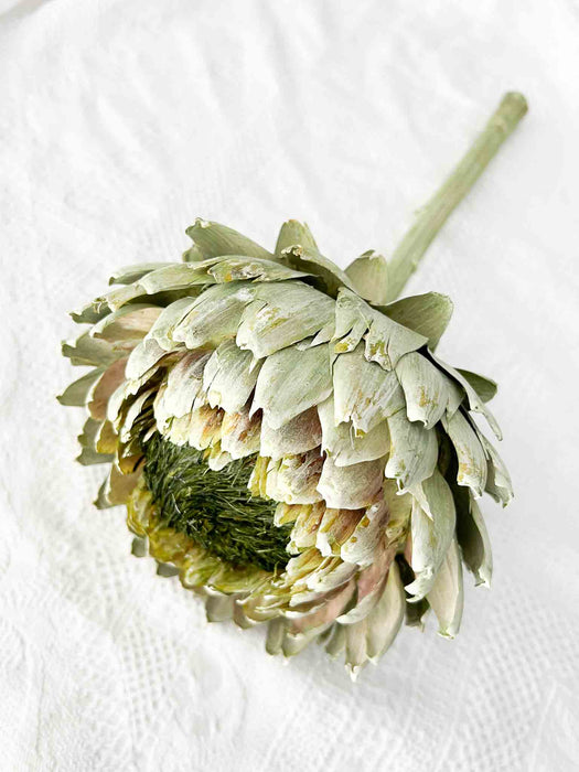 CARCIOFO » verde essiccato - OLINTO