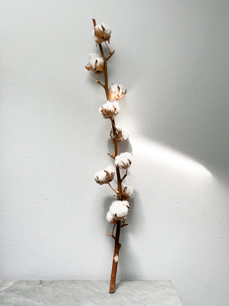 Cotone