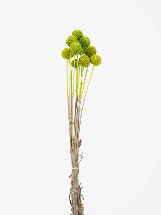 TOBIA » Mazzo di Craspedia verde 10 steli