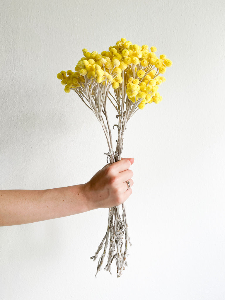 Helicrysum