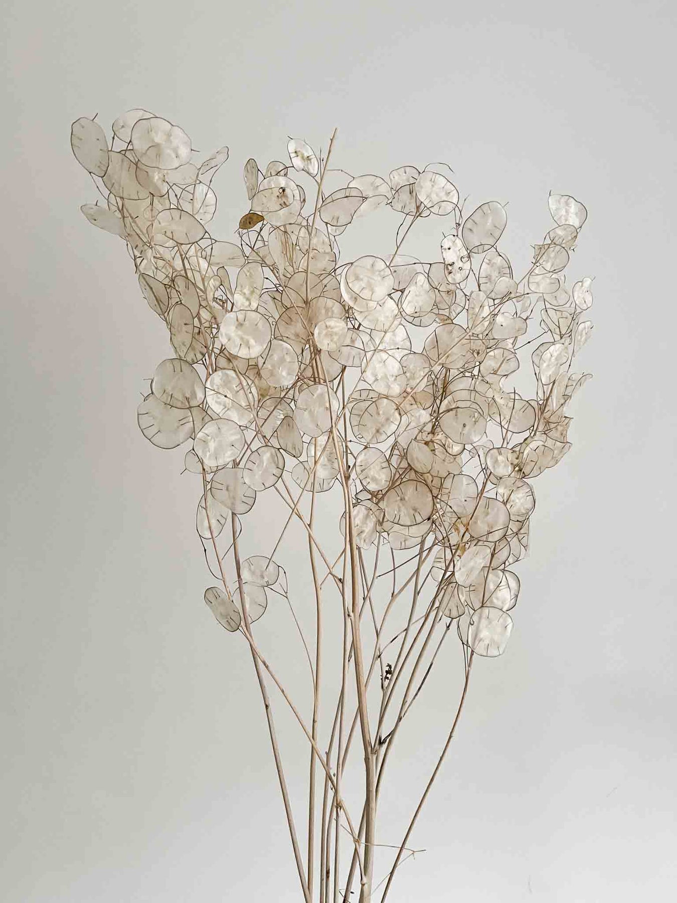 Lunaria