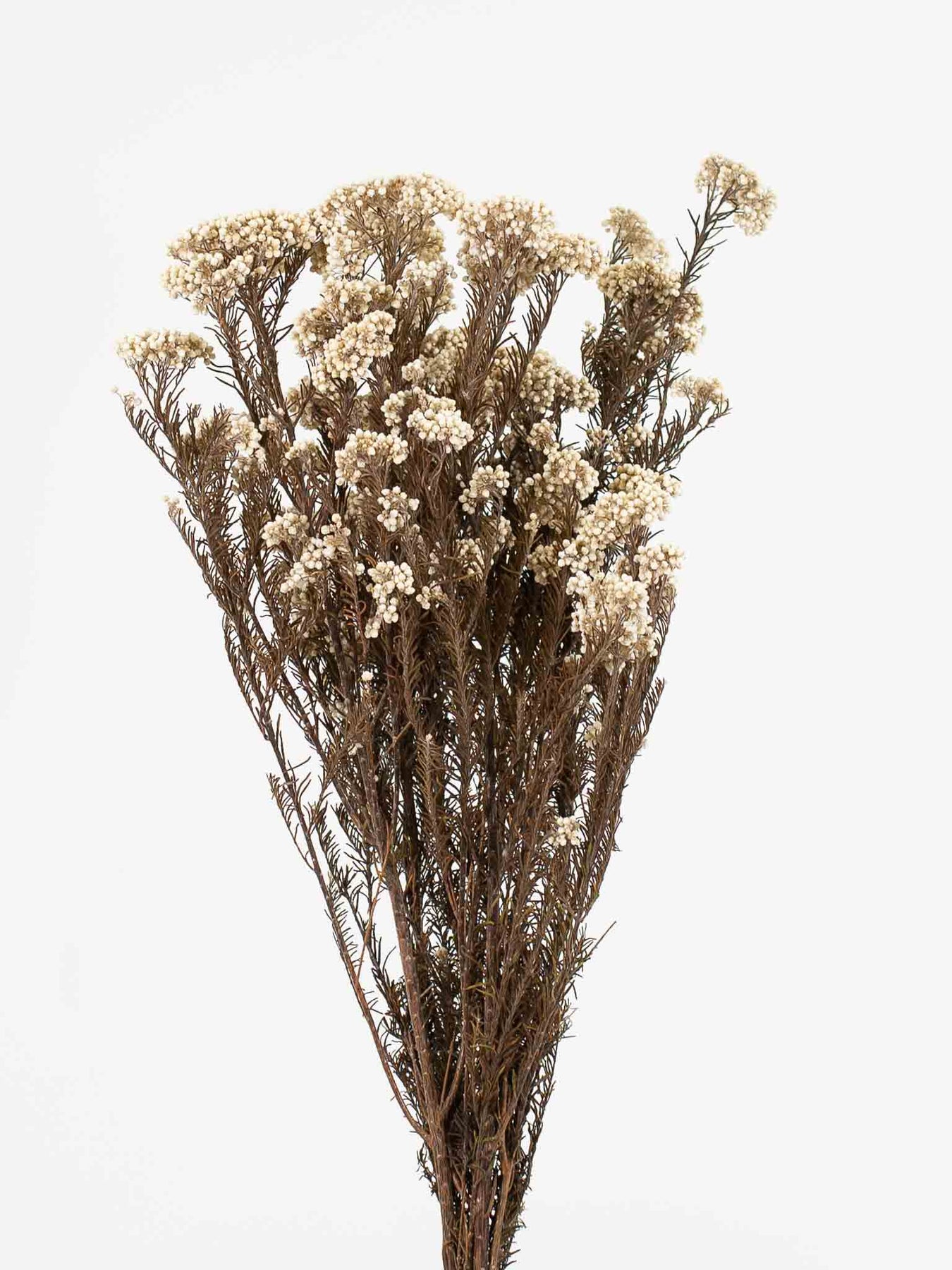 Fiore del riso