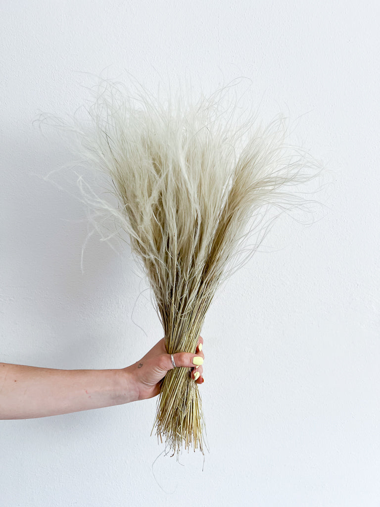 Stipa