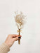 ADELAIDE » 6 segnaposto di fiori secchi - Bloomoon