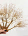 ADELAIDE » 6 segnaposto di fiori secchi - Bloomoon