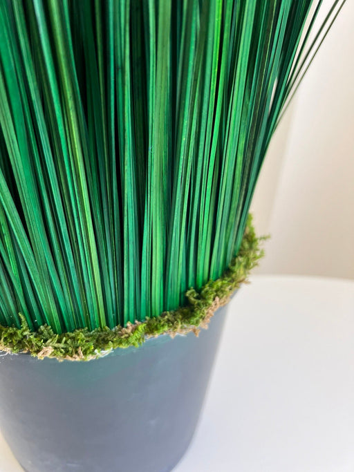 CALOGERO » pianta stabilizzata di bear grass verde H120cm - Bloomoon