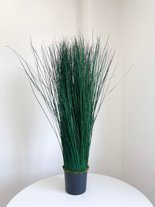 CALOGERO » pianta stabilizzata di bear grass verde H120cm - Bloomoon