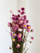 CESIRA » Mazzo di Acroclinium naturale rosa - Bloomoon