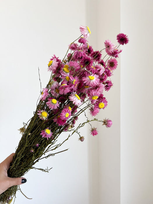CESIRA » Mazzo di Acroclinium naturale rosa - Bloomoon