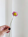 CESIRA » Mazzo di Acroclinium naturale rosa - Bloomoon