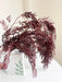 EVANDER » mazzo di foglie di pepe stabilizzato bordeaux H70cm - Bloomoon
