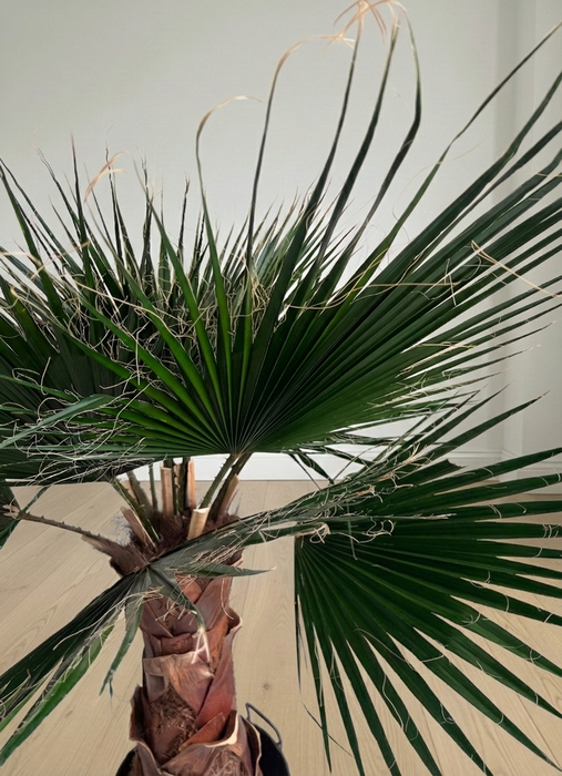 JANIS » pianta di Washingtonia stabilizzata 140cm
