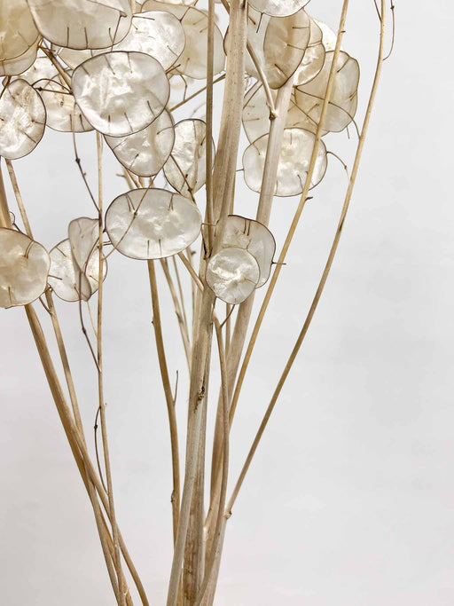 LUNA » Mazzo di Lunaria Sfogliata naturale - Bloomoon