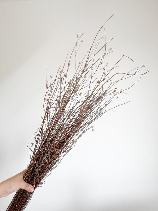 MENA » Gomphrena naturale essiccata selvatica H100cm - Bloomoon