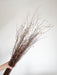 MENA » Gomphrena naturale essiccata selvatica H100cm - Bloomoon