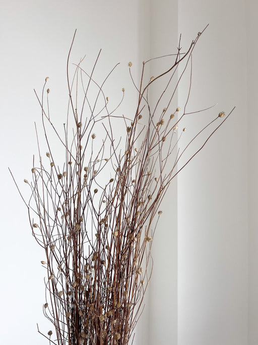 MENA » Gomphrena naturale essiccata selvatica H100cm - Bloomoon