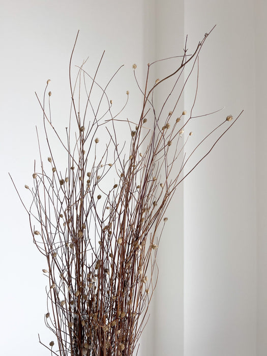 MENA » Gomphrena naturale essiccata selvatica H100cm - Bloomoon