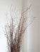 MENA » Gomphrena naturale essiccata selvatica H100cm - Bloomoon