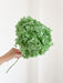 MENTINA » Ortensia stabilizzata Annabelle stelo lungo verde menta - Bloomoon