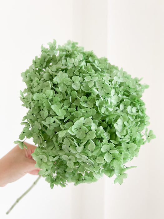 MENTINA » Ortensia stabilizzata Annabelle stelo lungo verde menta - Bloomoon