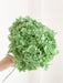 MENTINA » Ortensia stabilizzata Annabelle stelo lungo verde menta - Bloomoon