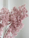 MINGO » Ming fern stabilizzato malva - Bloomoon